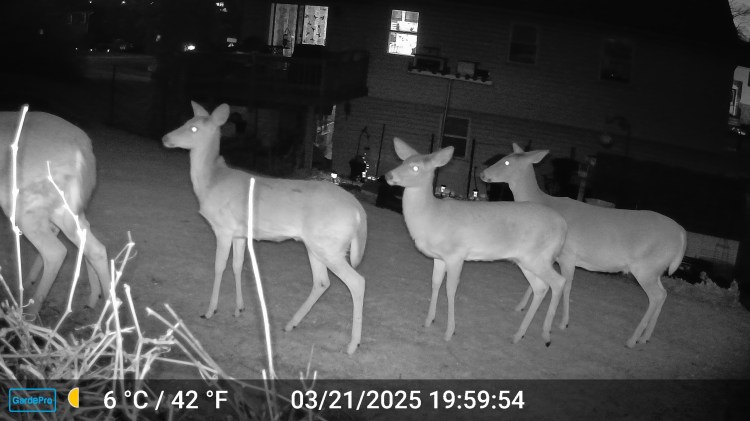 2025 March Deer in Back&nbsp;Yard