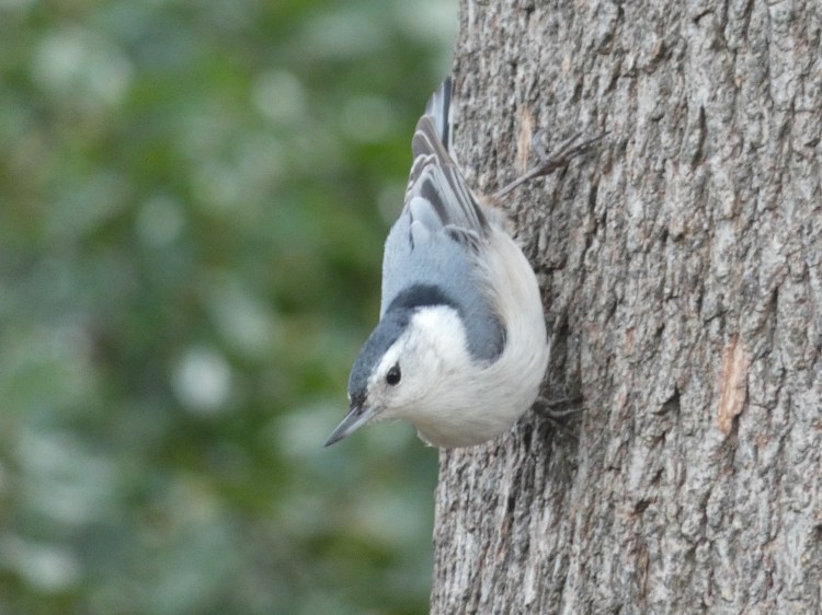 Nuthatch