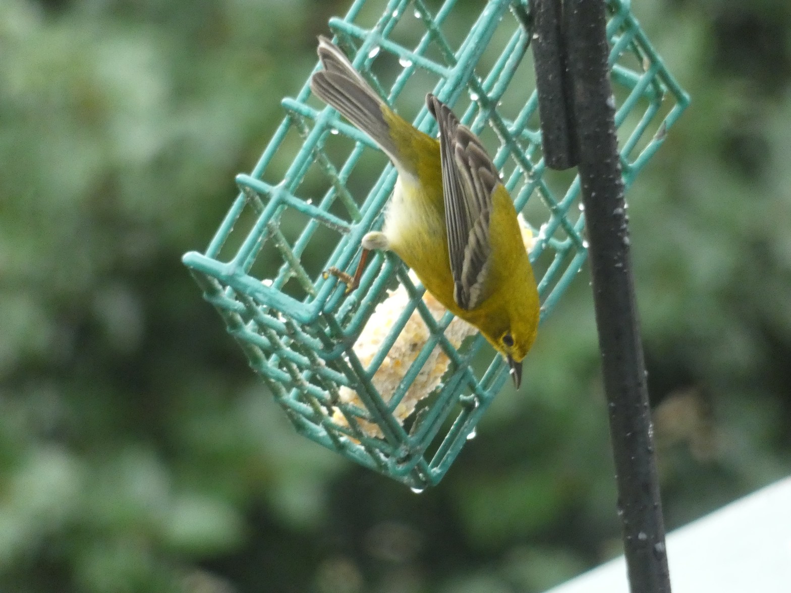 First ever Pine Warbler