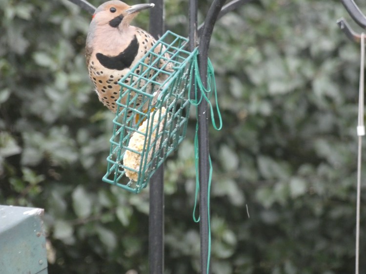 Northern Flicker