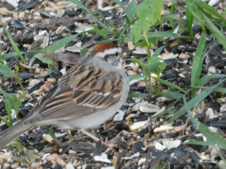 First 2026 Chipping&nbsp;Sparrow