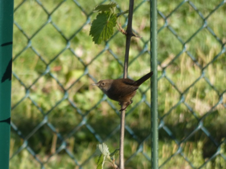 First 2026 House&nbsp;Wren