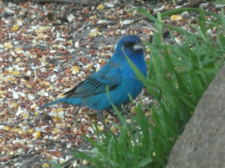 Indigo Bunting