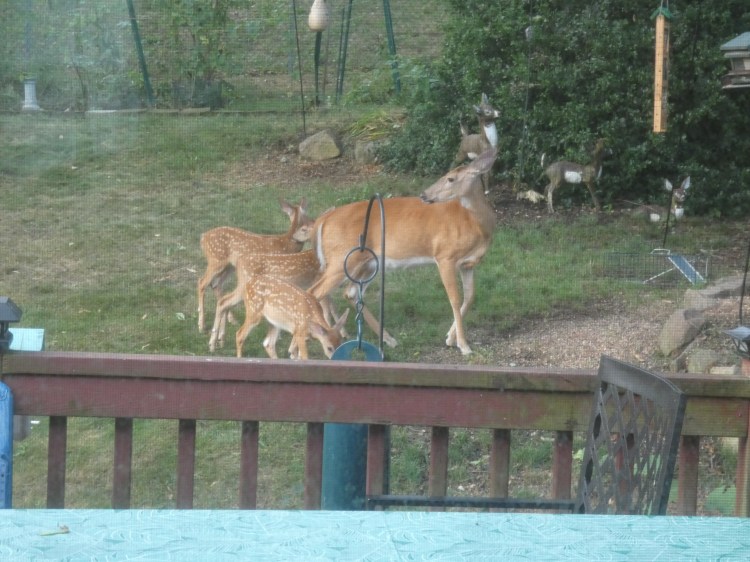 Visiting Family